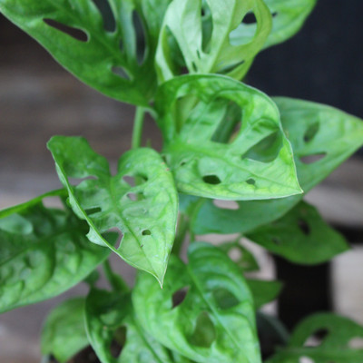 Monstera | Swiss Cheese Plant