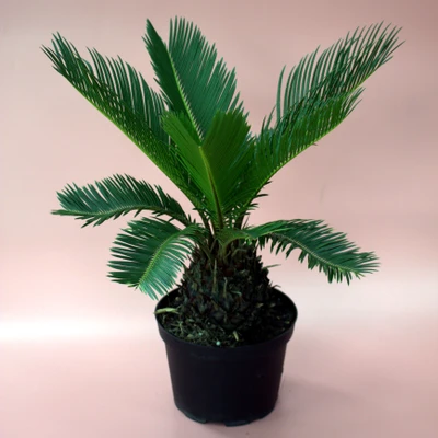 Sago Palm