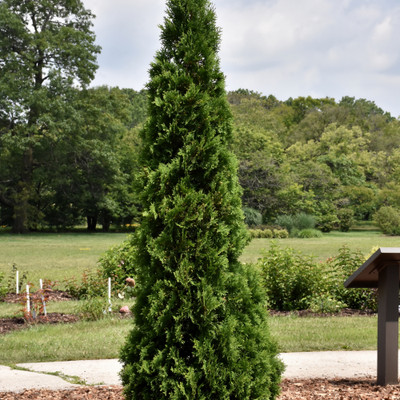 photos courtesy of NetPS Plant Finder