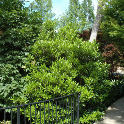 photo courtesy of NetPS Plant Finder