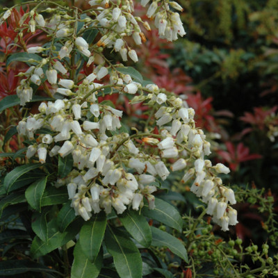 photo courtesy of NetPS Plant Finder