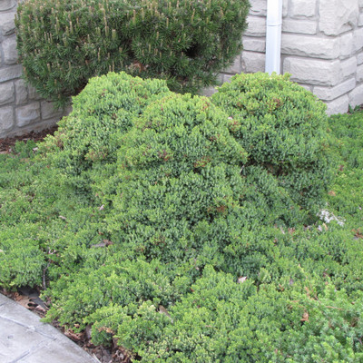 photo courtesy of NetPS Plant Finder