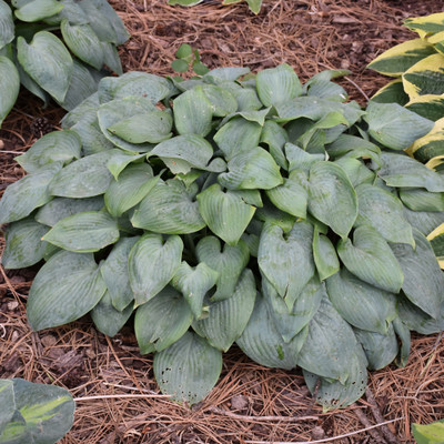 photo courtesy of NetPS Plant Finder