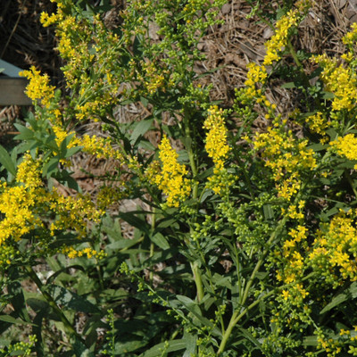photo courtesy of NetPS Plant Finder
