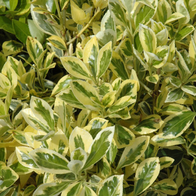 photo courtesy of NetPS Plant Finder