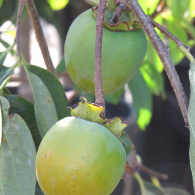 images courtesy of NetPS Plant Finder