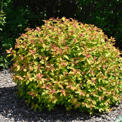images courtesy of NetPS Plant Finder