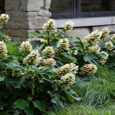 images courtesy of NetPS Plant Finder