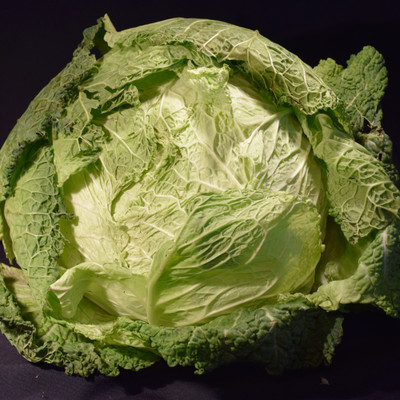 photo courtesy of NetPS Plant Finder