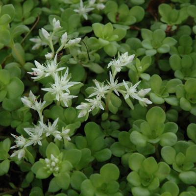 image courtesy of NetPS Plant Finder