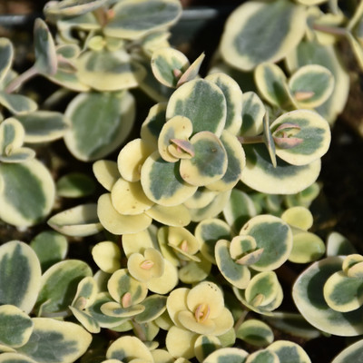 images courtesy of NetPS Plant Finder