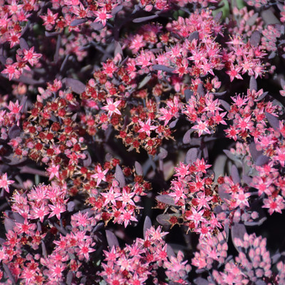 images courtesy of NetPS Plant Finder