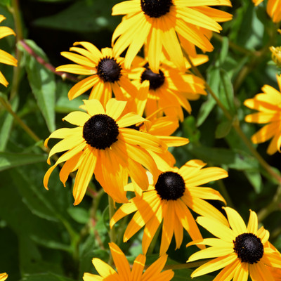 Goldsturm Black-Eyed Susan flowers. Images courtesy of NetPS Plant Finder