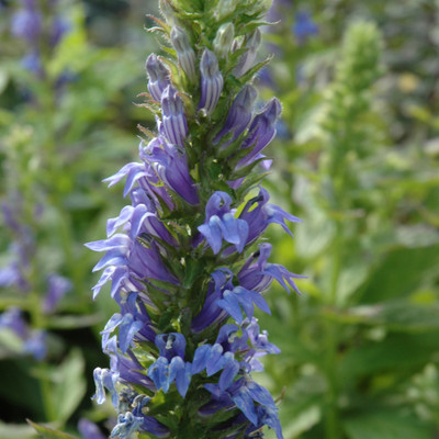 Blue Cardinal Flower. Images courtesy of NetPS Plant Finder