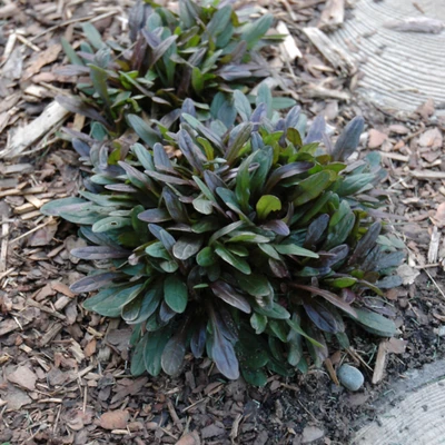 Chocolate Chip Bugleweed. Images courtesy of NetPS Plant Finder