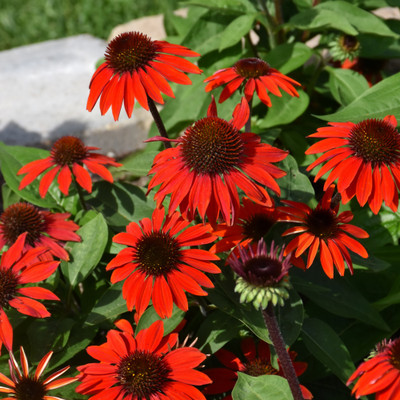 Sombrero Sangrita Coneflower. Images courtesy of NetPS Plant Finder