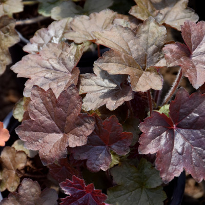 Palace Purple Coral Bells. Images courtesy of NetPS Plant Finder