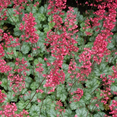 Paris Coral Bells in bloom. Images courtesy of NetPS Plant Finder