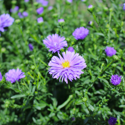 Aster 8" | Violet Shades