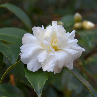 Snow Flurry Camellia flower. Images courtesy of NetPS Plant Finder