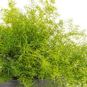 Asparagus Fern