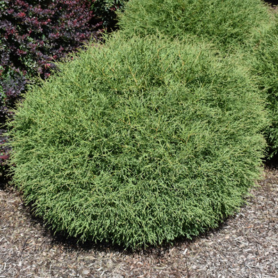 image courtesy of NetPS Plant Finder