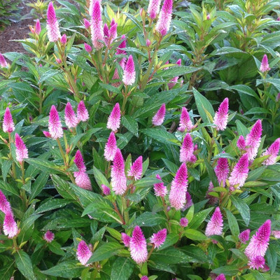 Celosia 8" | 'Intenz'