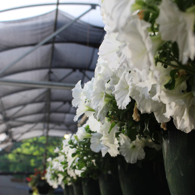Trailing Petunia 10" | White