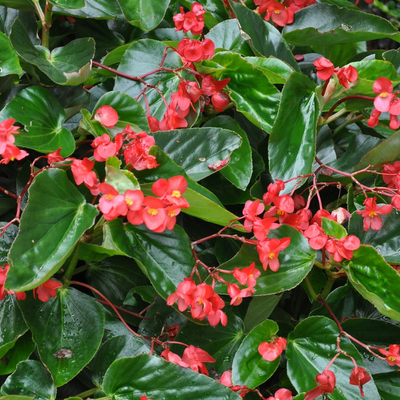 Dragon Wing Begonia 4.5 Inch