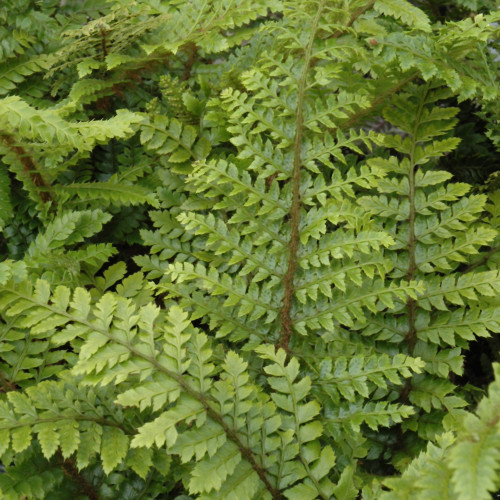 photos courtesy of NetPS Plant Finder