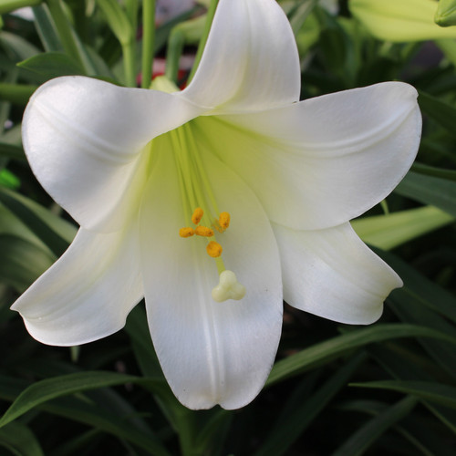 Easter Lily Single 6 inch
