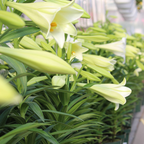 Easter Lily Triple 8 inch