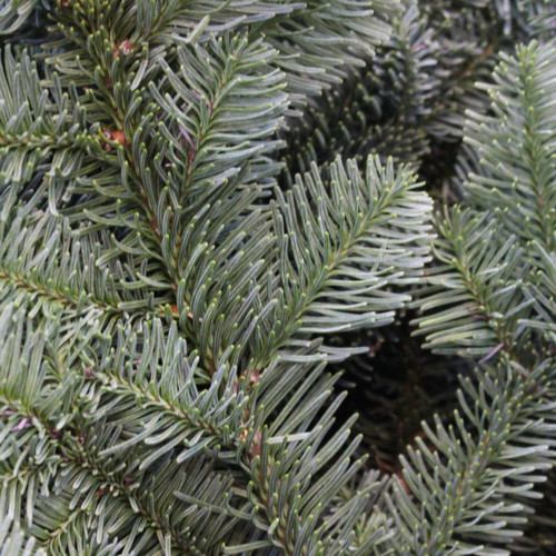 Noble Fir Bunch