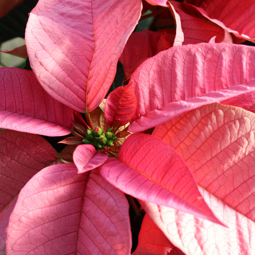 Pink Poinsettia | Double