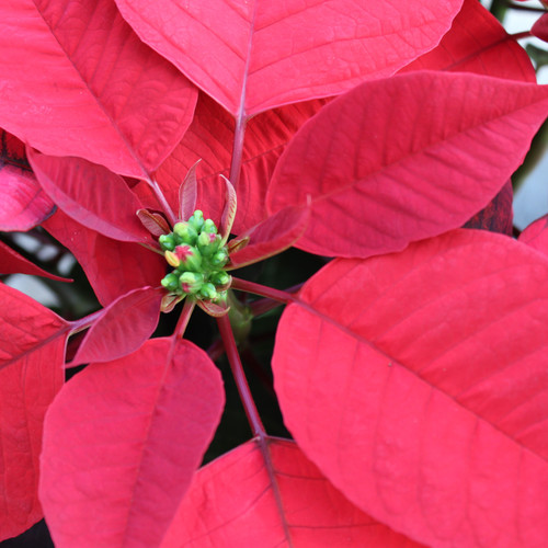 Red Poinsettia | Double
