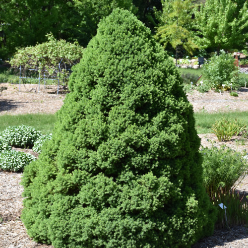 photo courtesy of NetPS Plant Finder