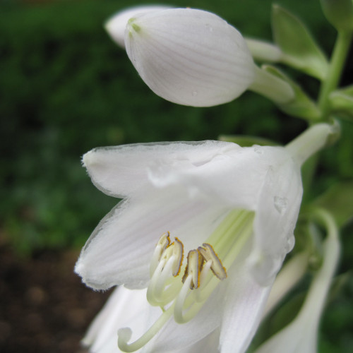 photo courtesy of NetPS Plant Finder