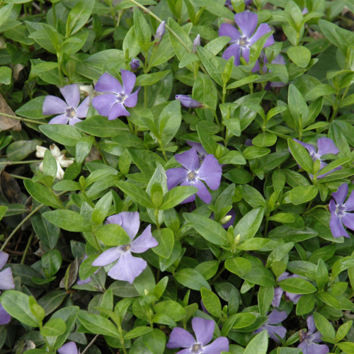 image courtesy of NetPS Plant Finder