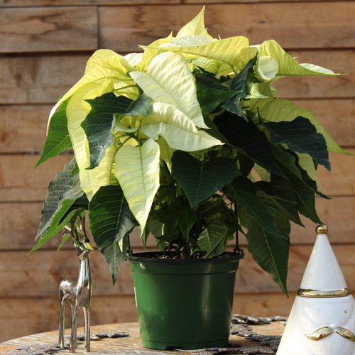 White Poinsettia | Single