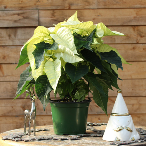 White Poinsettia | Double