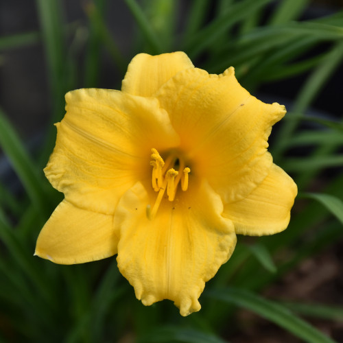 photos courtesy of NetPS Plant Finder