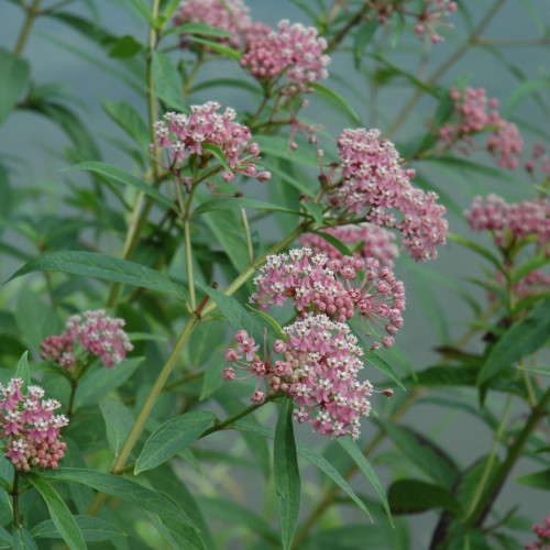 photos courtesy of NetPS Plant Finder