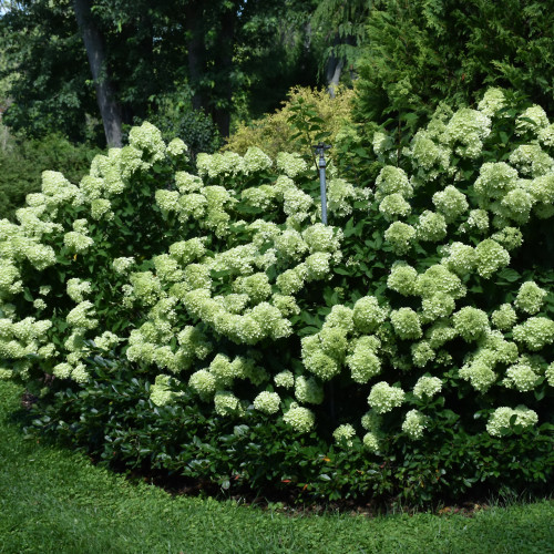 photos courtesy of NetPS Plant Finder