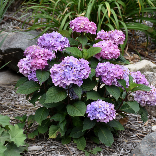 photos courtesy of NetPS Plant Finder