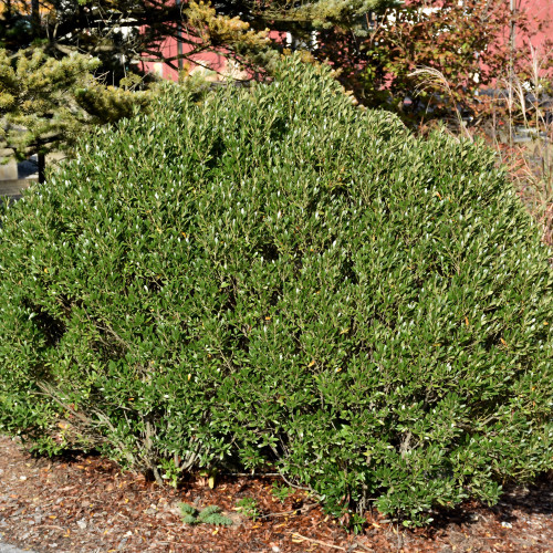 photos courtesy of NetPS Plant Finder