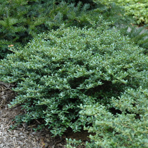 photos courtesy of NetPS Plant Finder