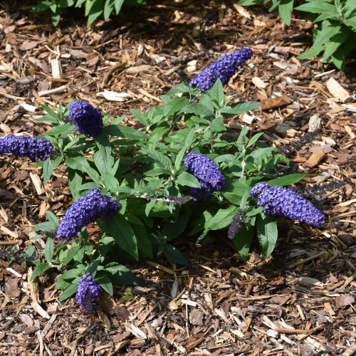 photos courtesy of NetPS Plantfinder