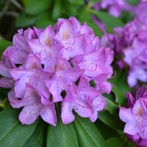 photos courtesy of NetPS Plant Finder