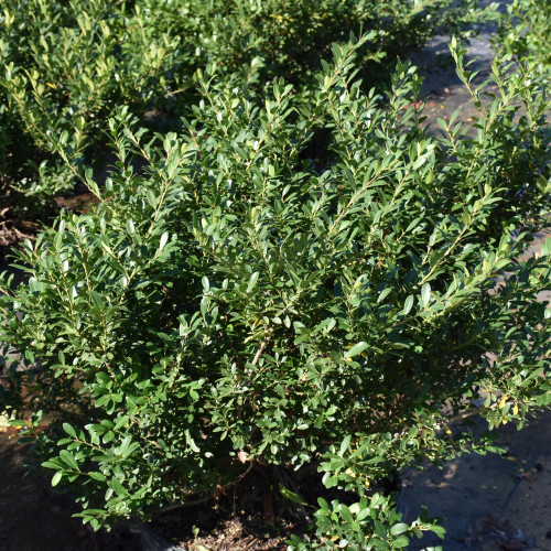 photos courtesy of NetPS Plant Finder