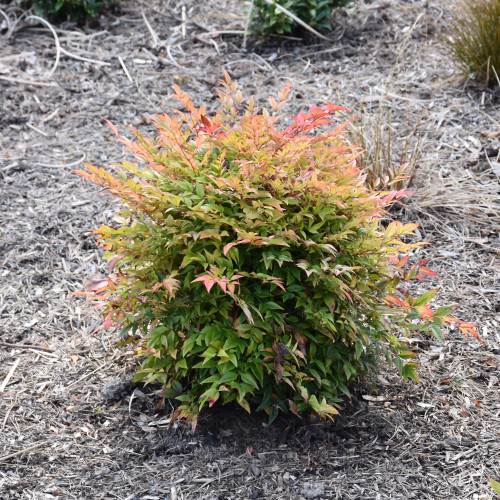 photos courtesy of NetPS Plant Finder
